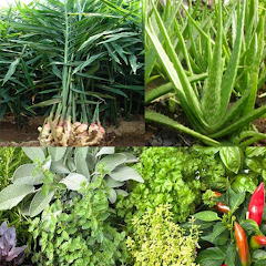 Medicinal plant identifier